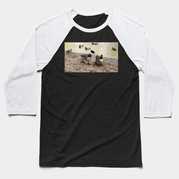 Canada Geese Walking Along a Beach Baseball T-Shirt by BackyardBirder